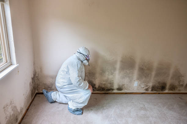 Best Air Quality Testing for Mold Spores  in Commerce, TX