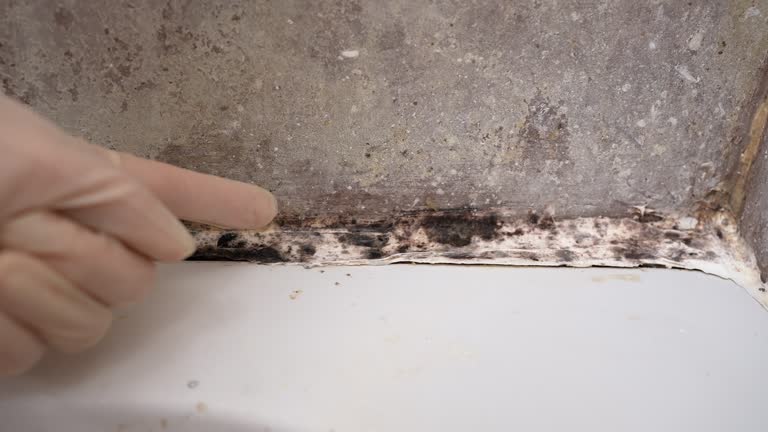 Best Black Mold Removal  in Commerce, TX